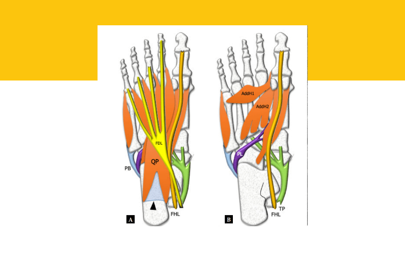 9. Musculatura intrinseca pie ecografia tempo formacion.png